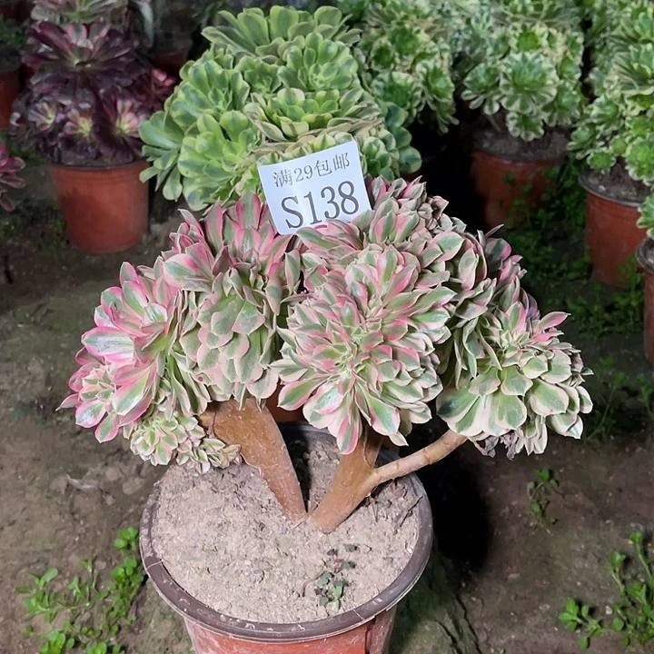 138粉女巫缀多肉植物