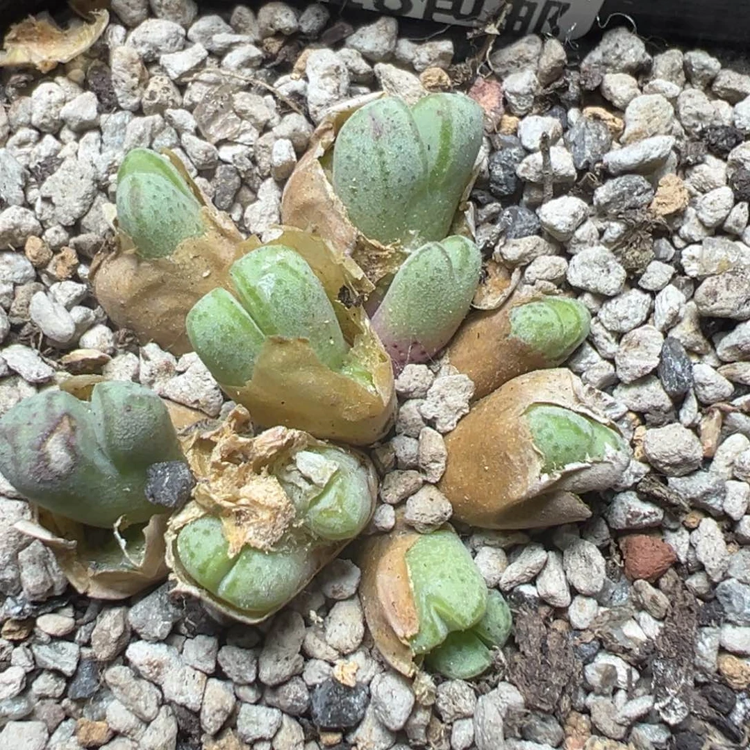 【闪购商品】 299。