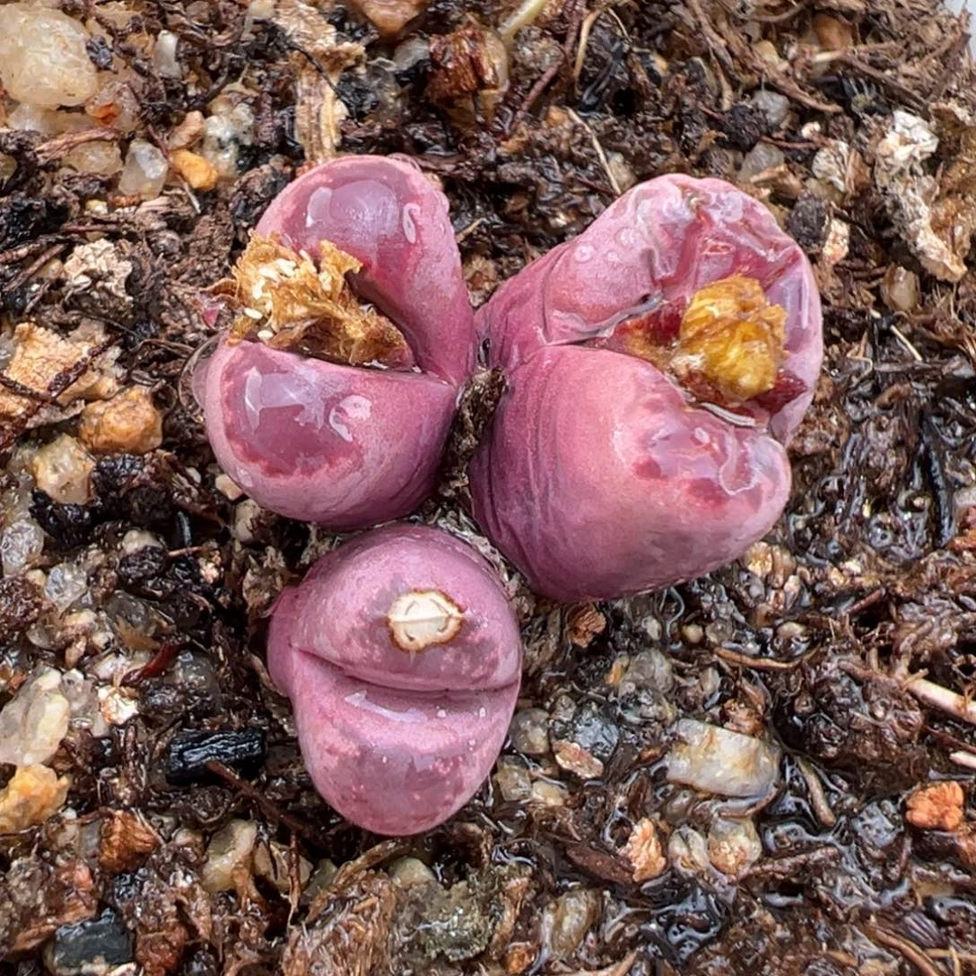 2.19好看的多肉333