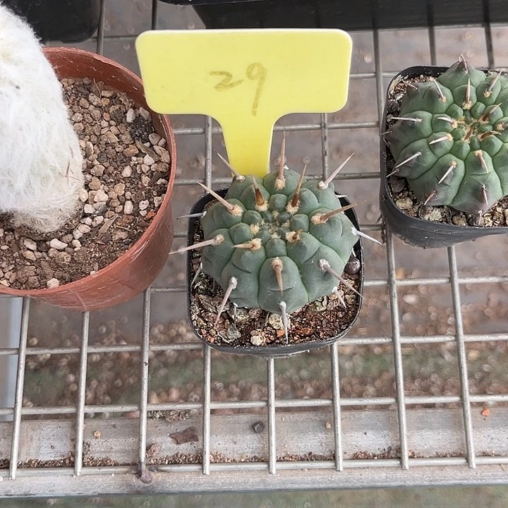 当前无花朵，栽培后可花朵则**宇