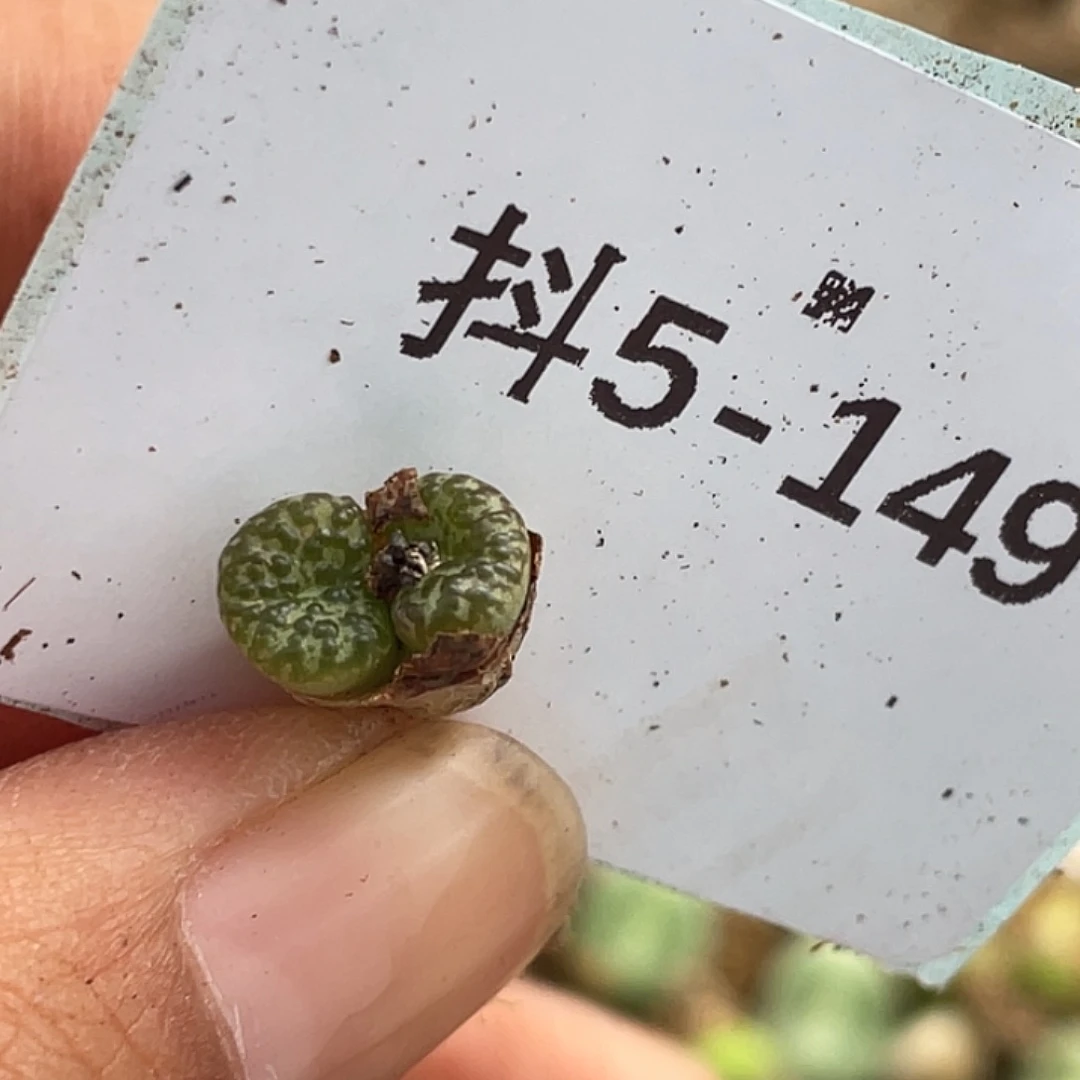 姬**君5-149肉锥多肉植物