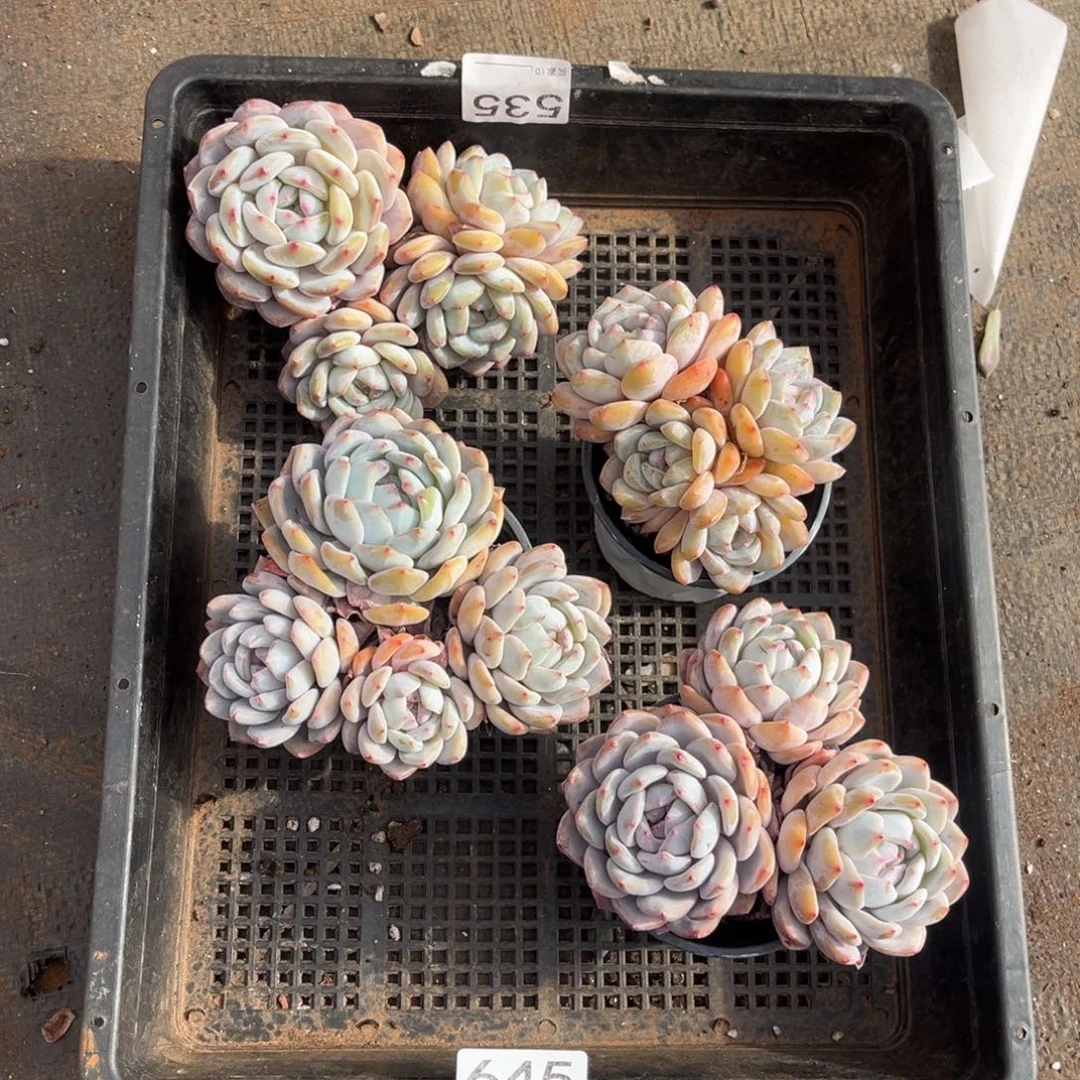 645号新疆西藏内蒙古不包邮