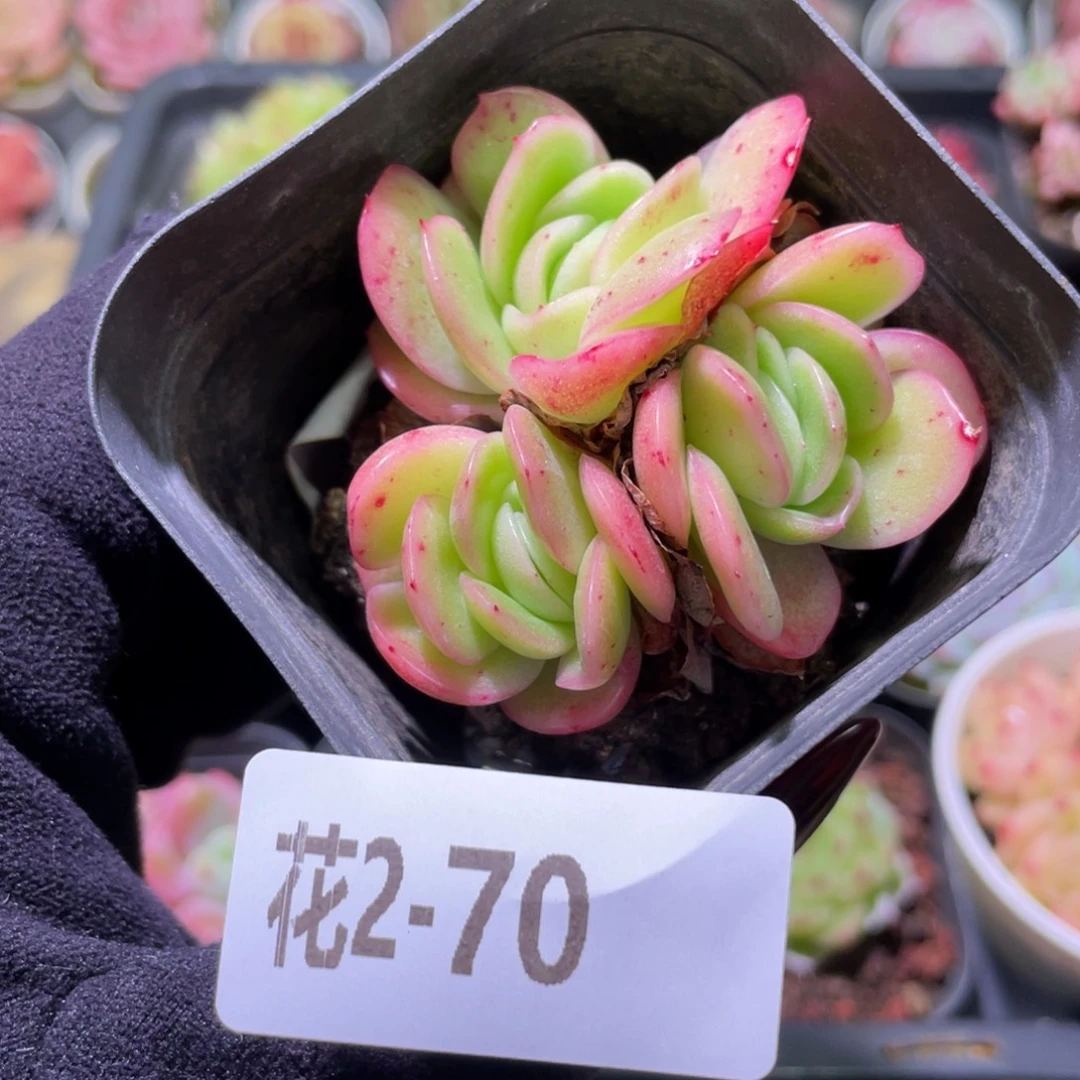 花利美2-70冰玫瑰