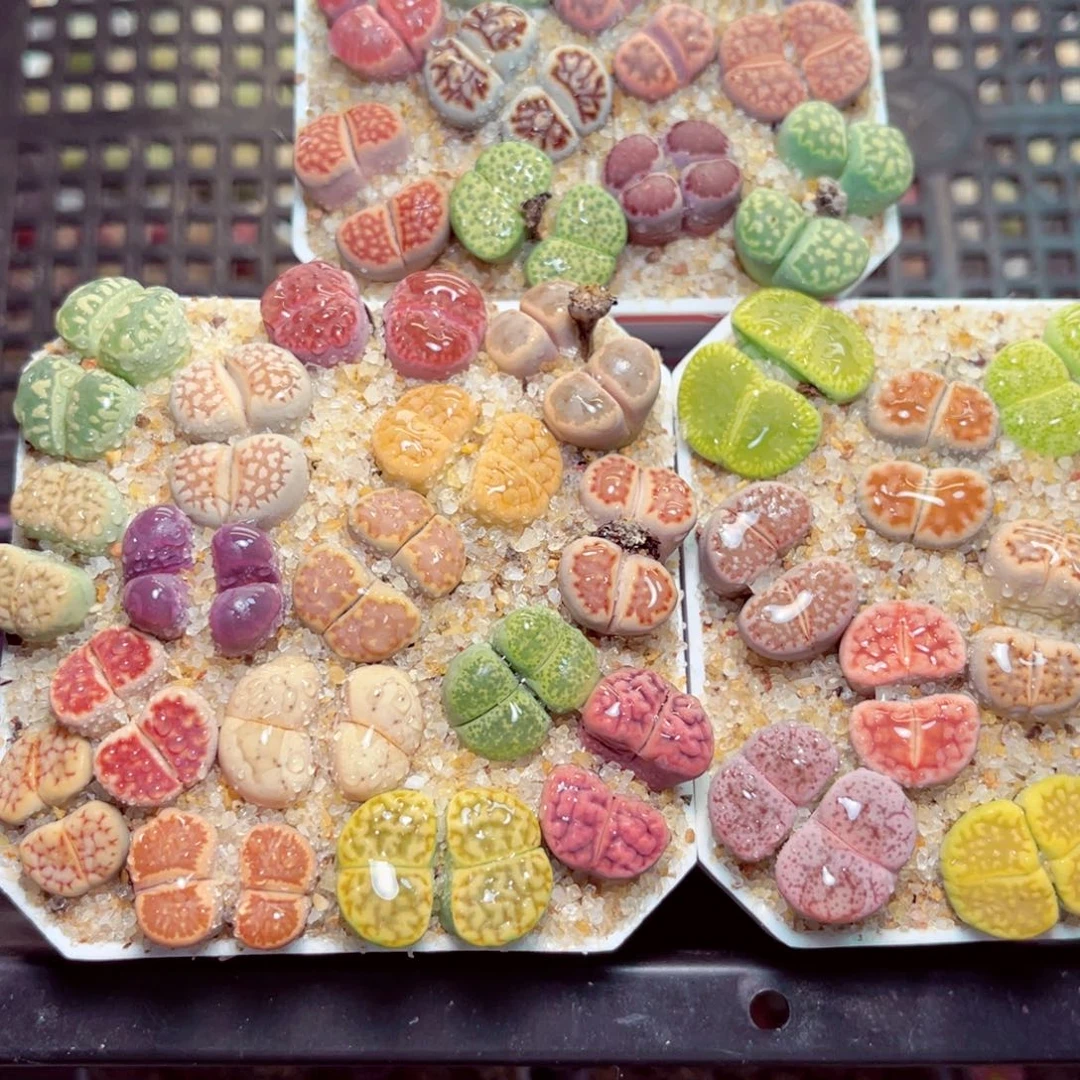 l***x80号带盆包邮发货