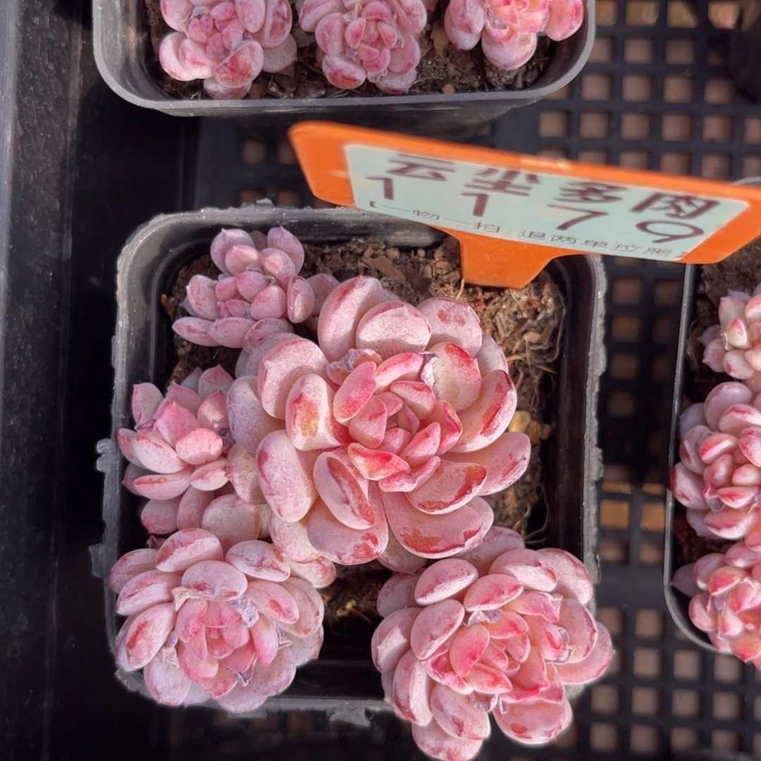 云尘多肉一物一拍1179