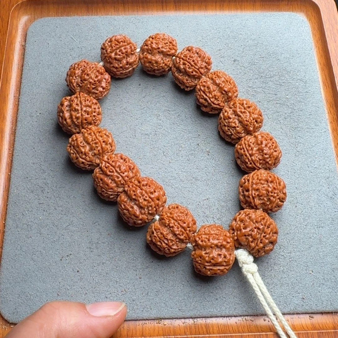 菩提菩提1号尼泊尔大金刚21古龙梅花