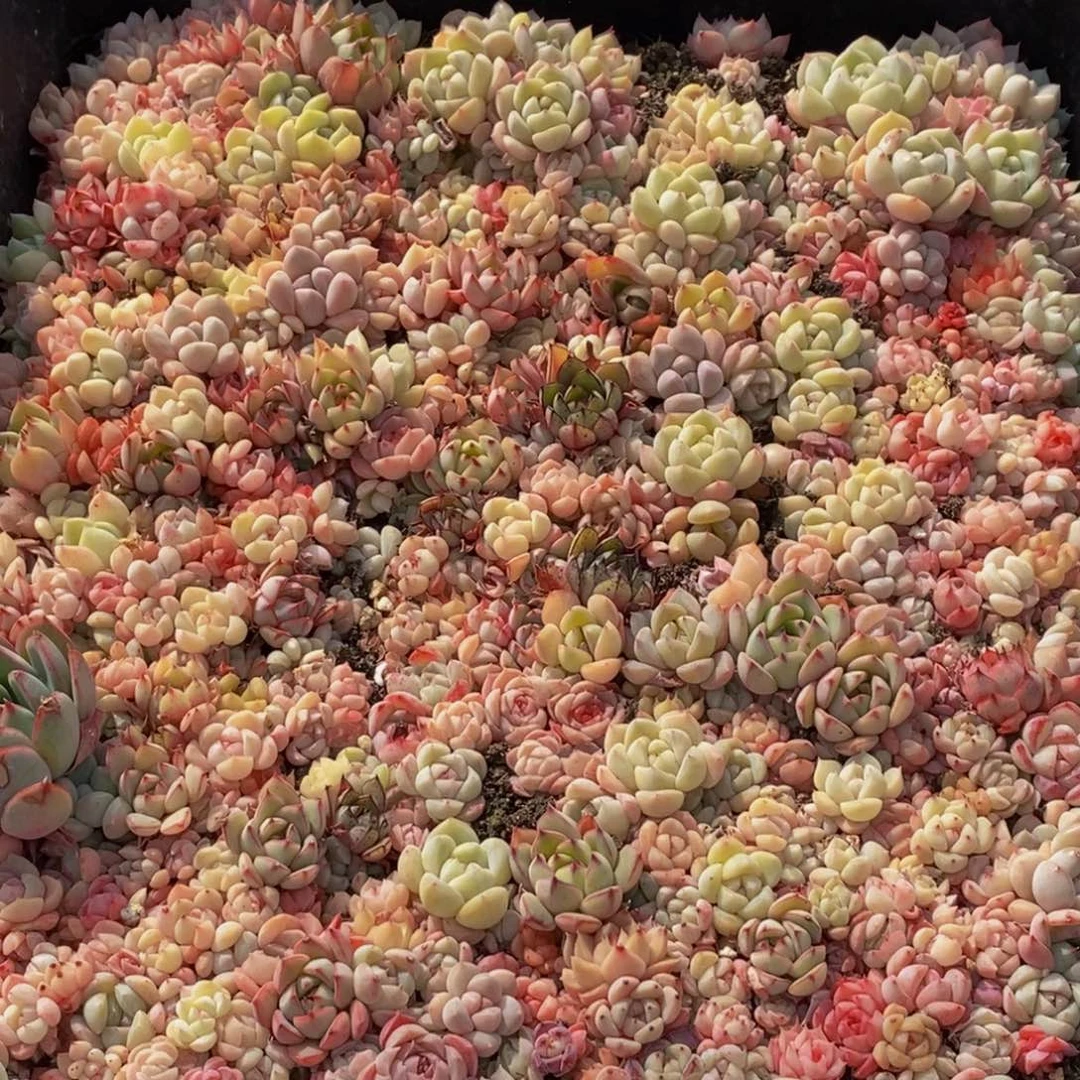 054多肉植物保护研究所所长助理