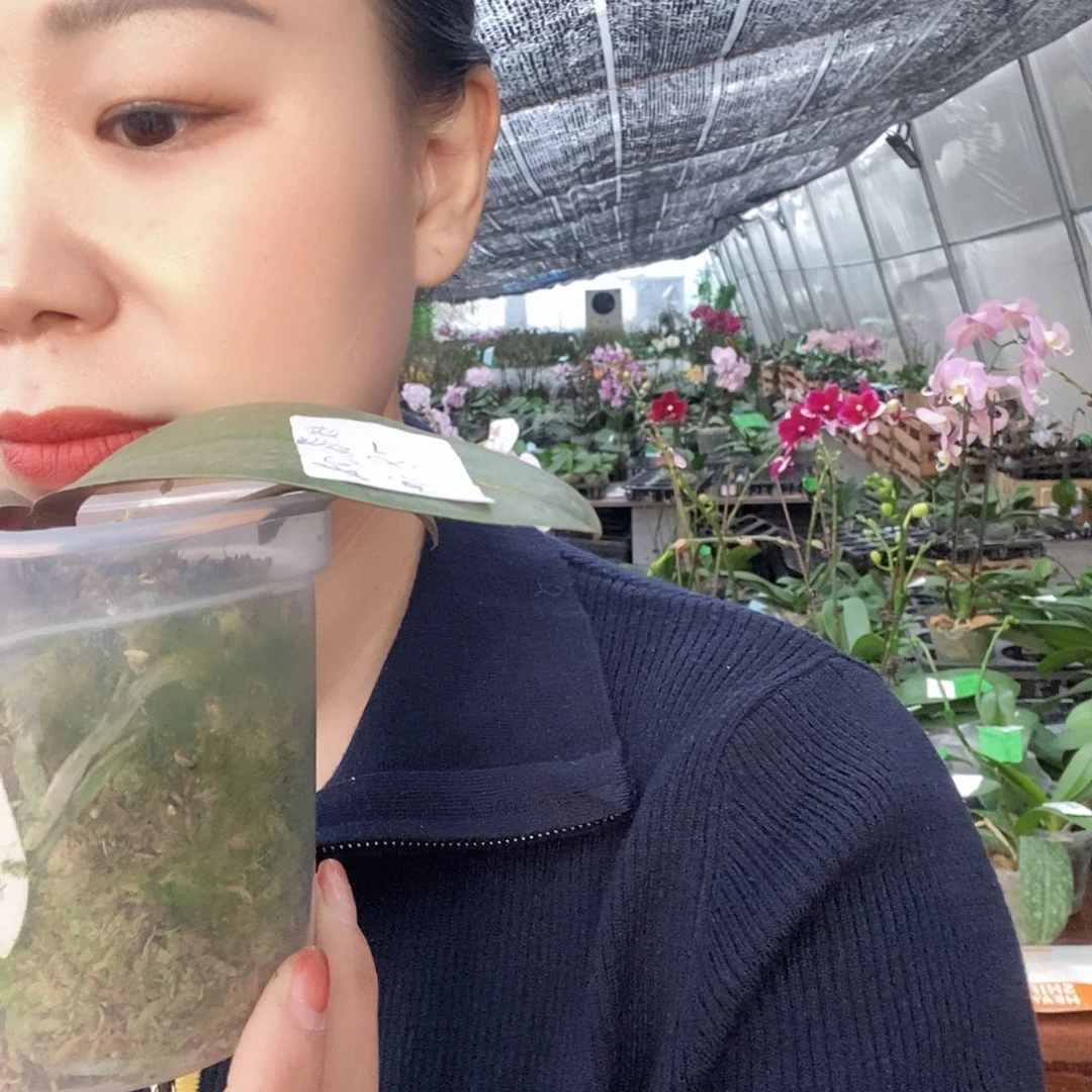 无花朵白瓷蝴蝶兰