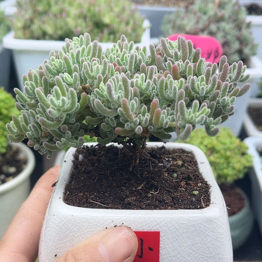 26紫冰晶带盆优选枝干