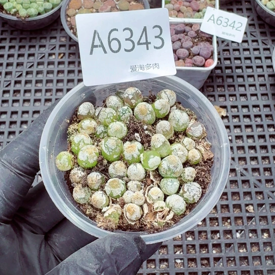 6343—生石花 生石花