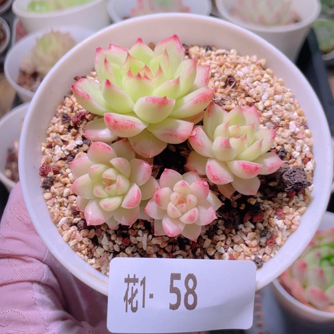 花利美1-58女王玫瑰