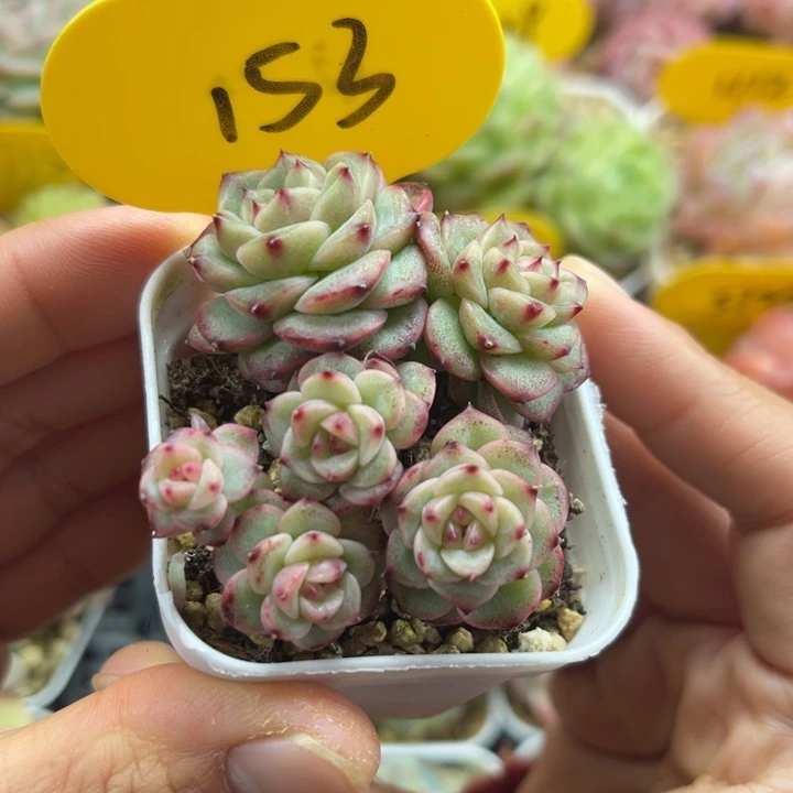 沅芷珍妮6头群153