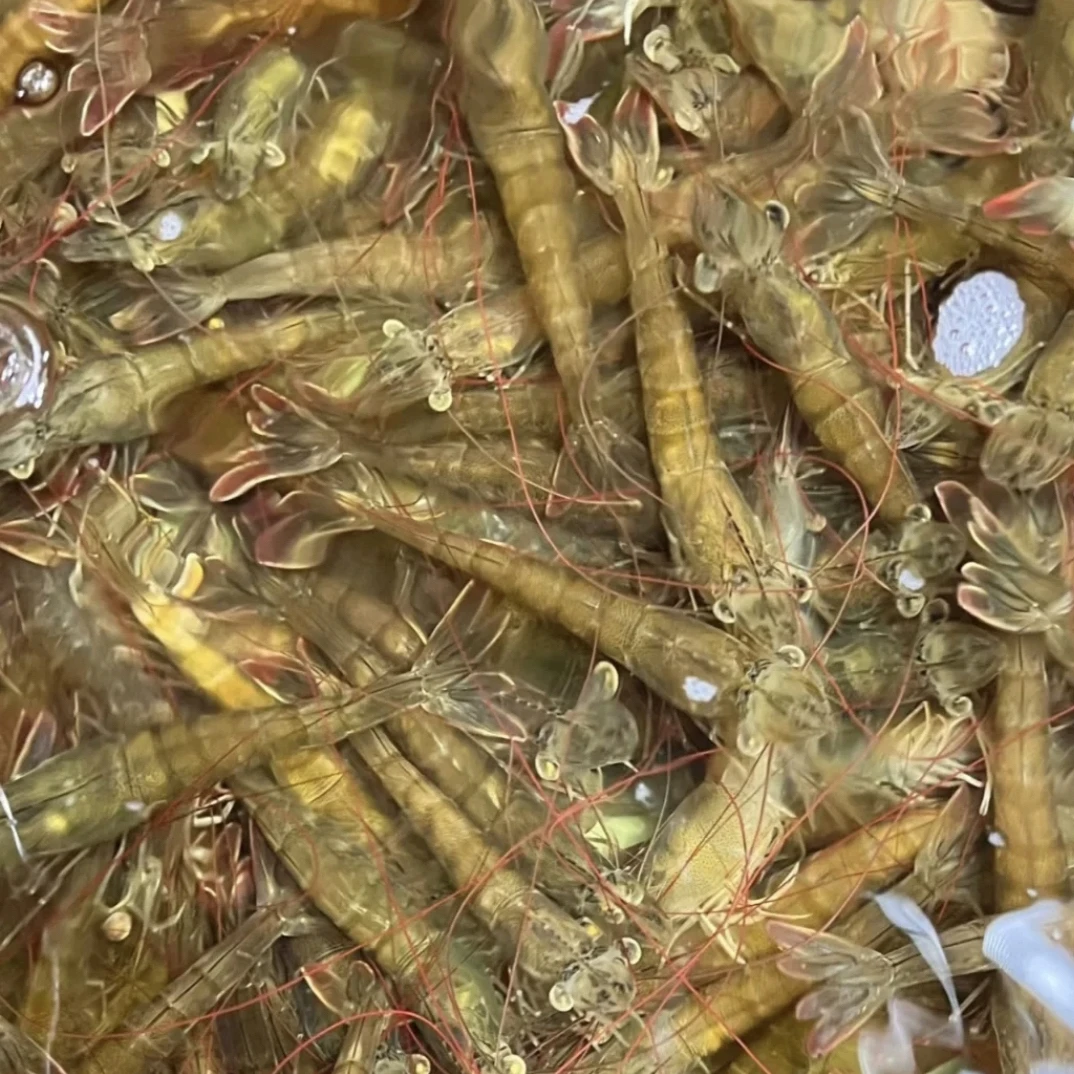 渔人码头深圳同城明虾当天捕捞顺丰同城当日达
