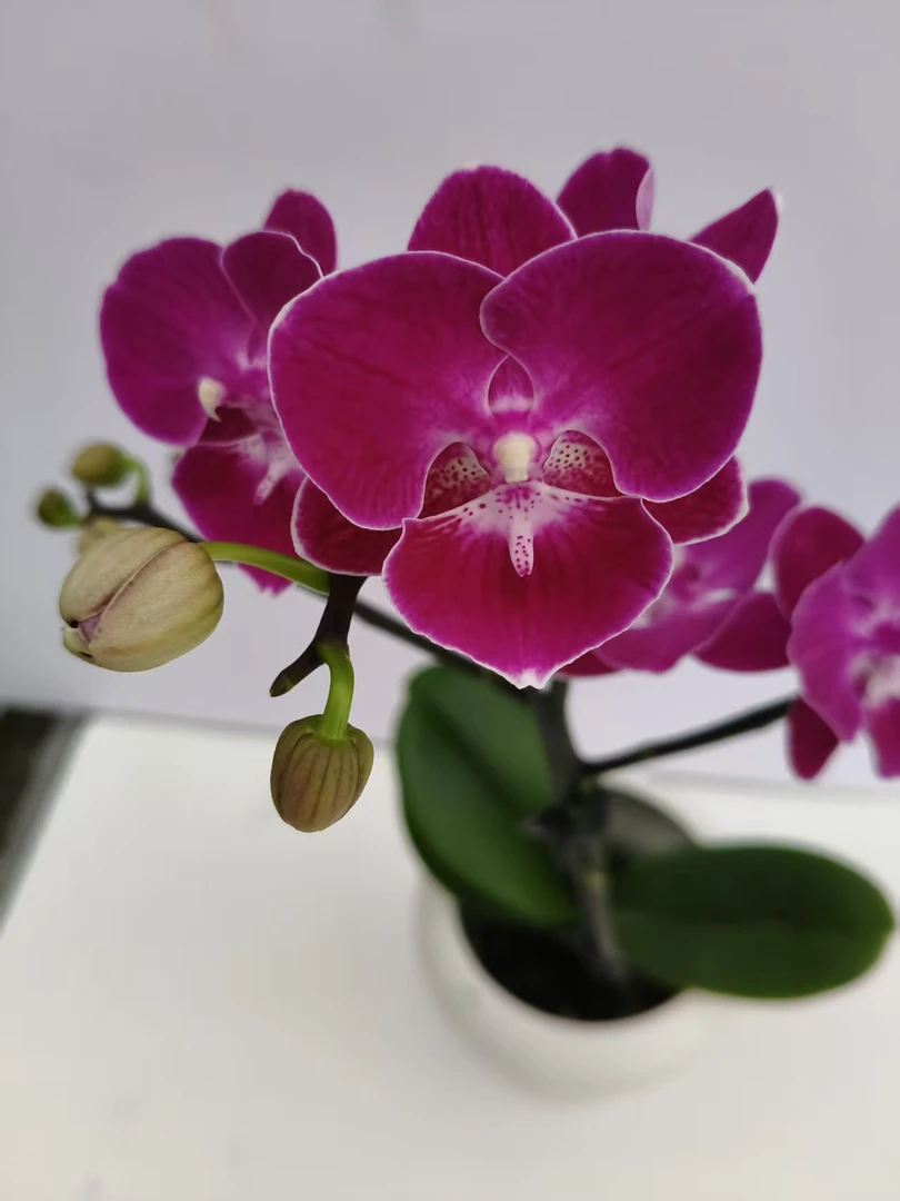 欢然花田蝴蝶兰 （朱雀）单剑  福利品  掉花无售后