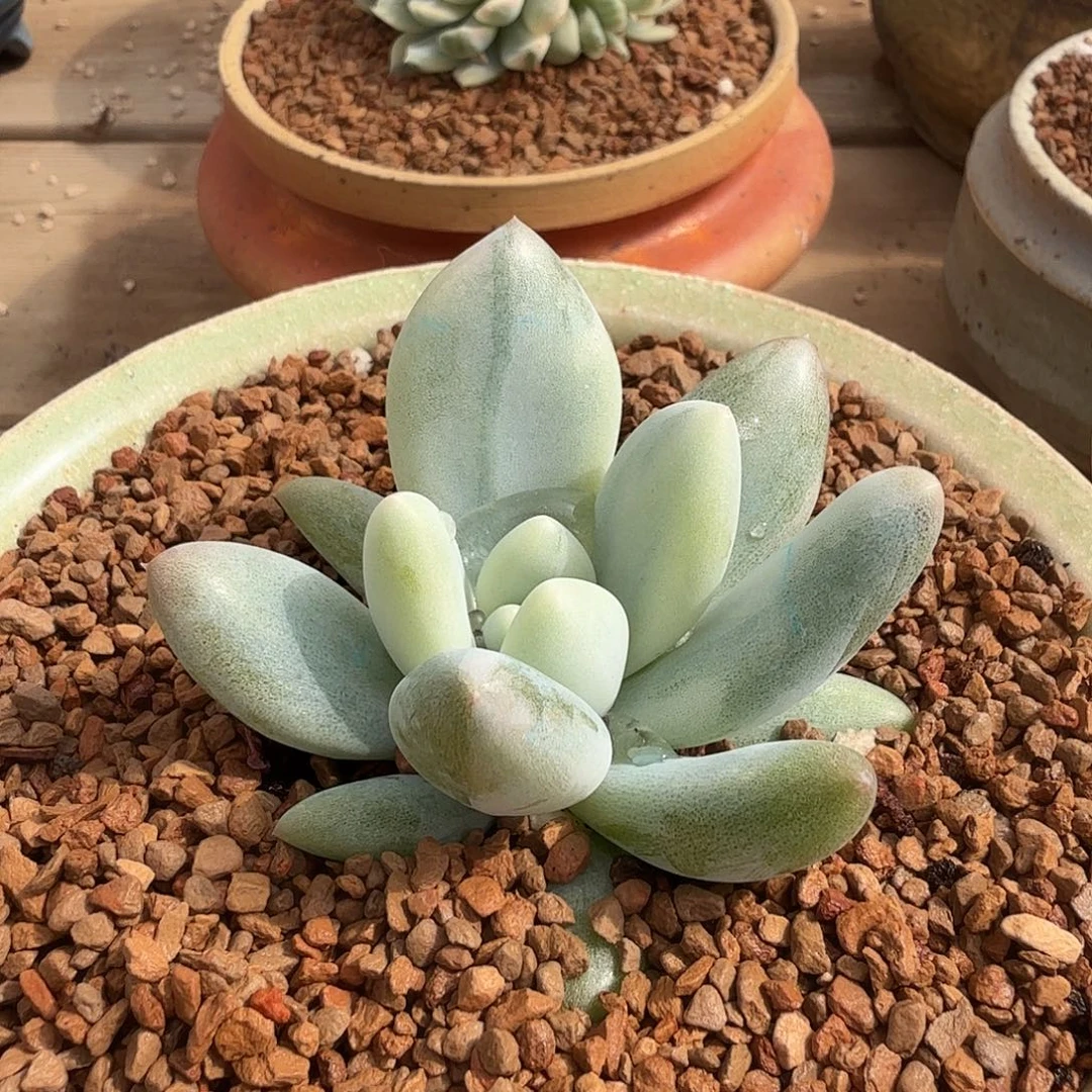 香水锦 安吉园艺锦