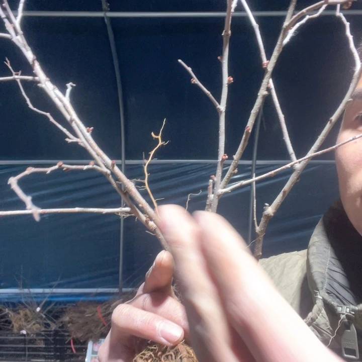 原生长寿冠海棠一颗