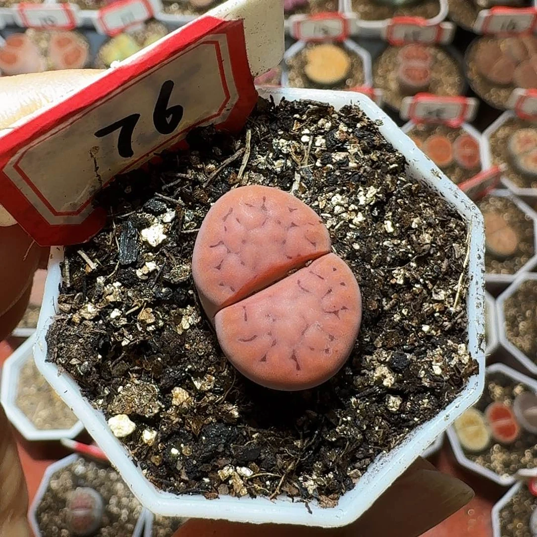?****r生石花23:：/。  127