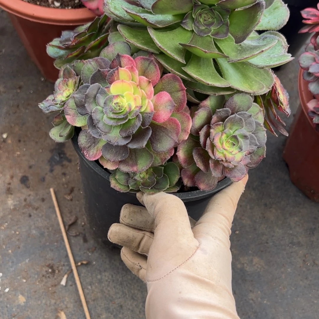 130海王七彩多肉椅子