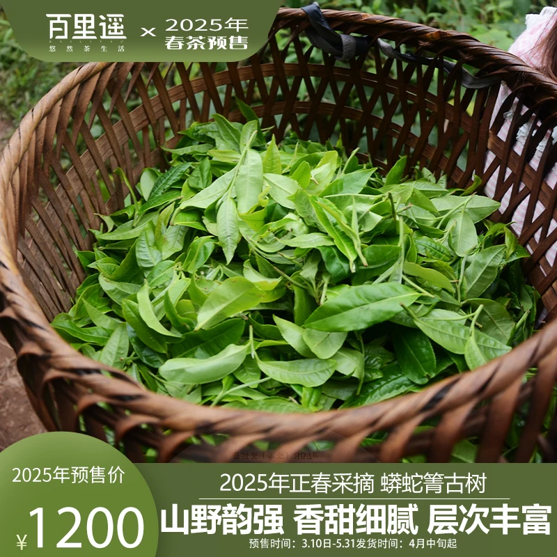 2025年春茶预售 |百里遥茶叶易武蟒蛇箐头春古树纯料普洱茶生茶