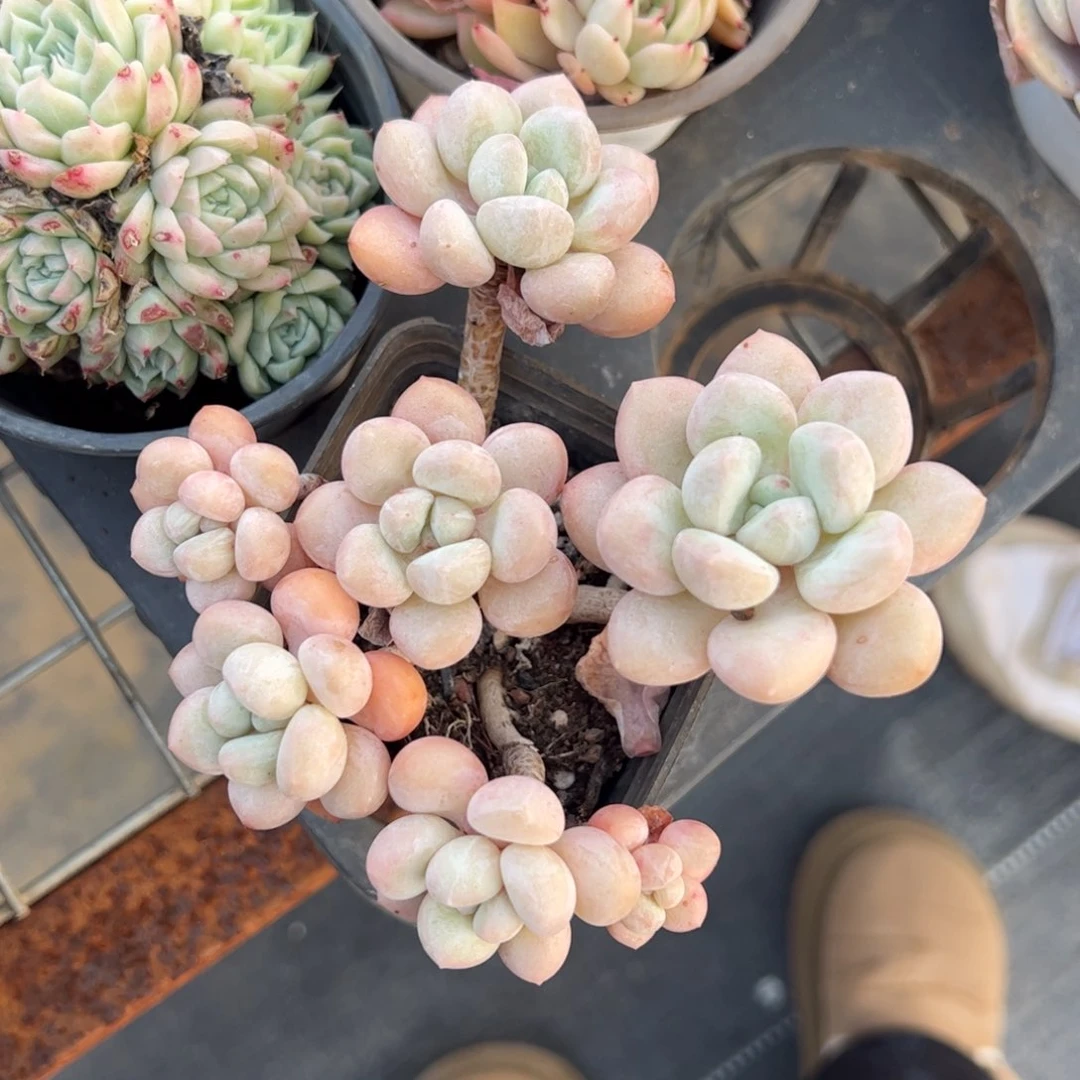 泡泡糖一物一拍1777