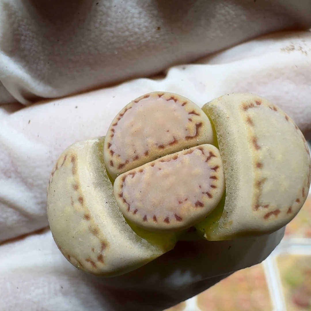 布****40217-88饼干1621.6