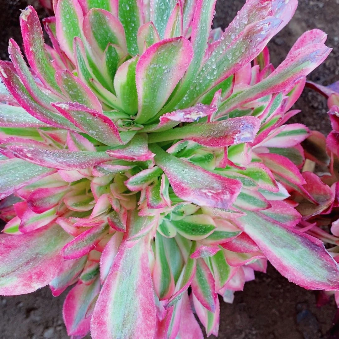 粉女巫多肉开播福利