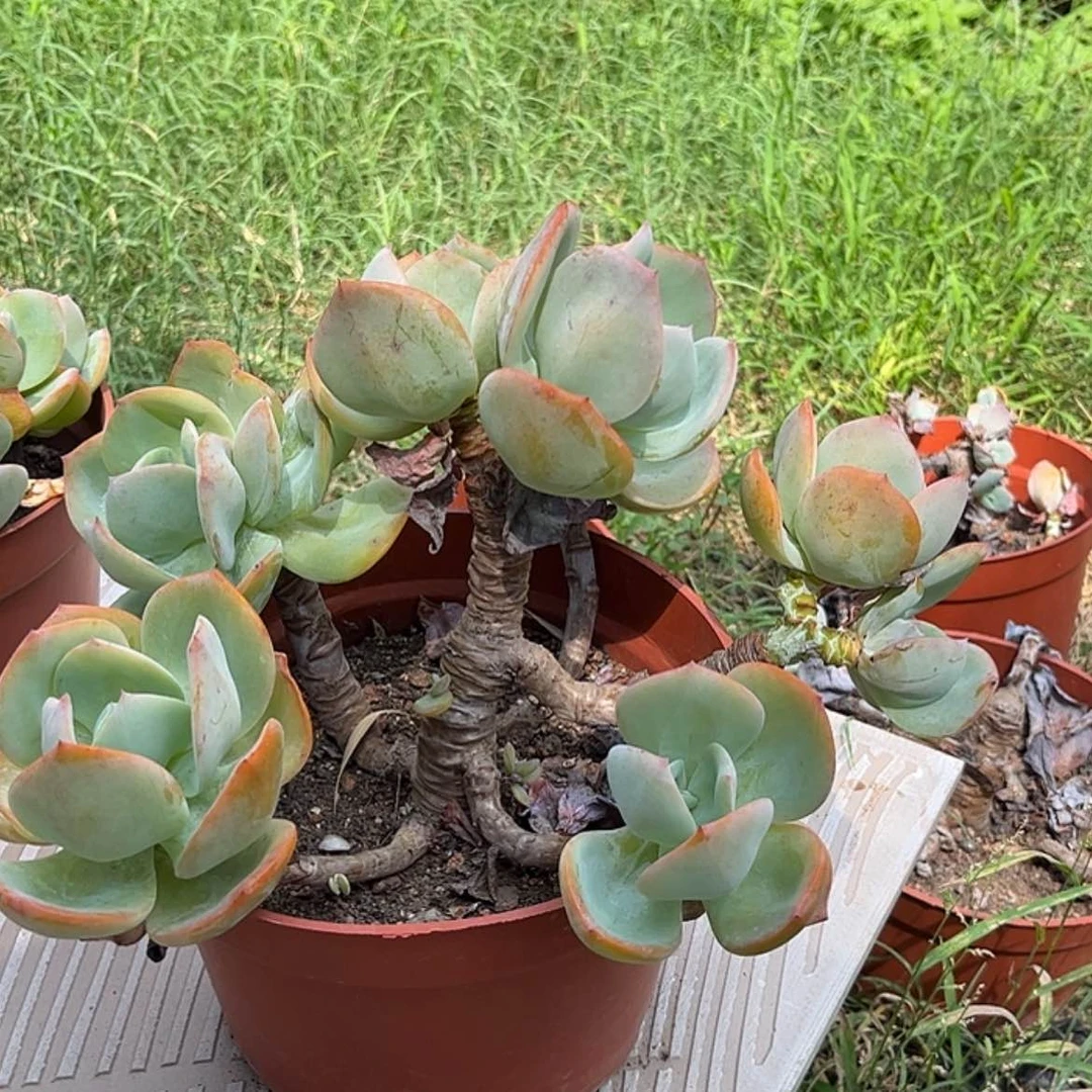 【闪购商品】无花朵妮*