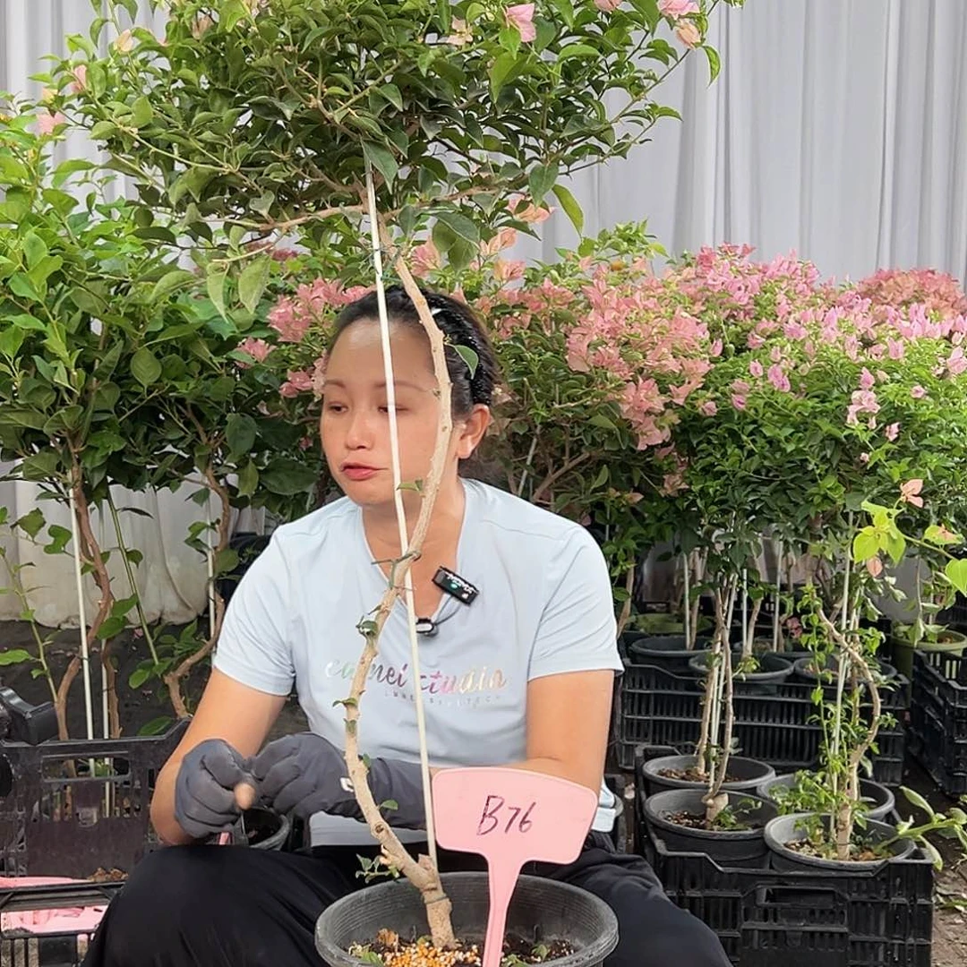 浮***生当前无花栽培后可以开花B76魔法樱花
