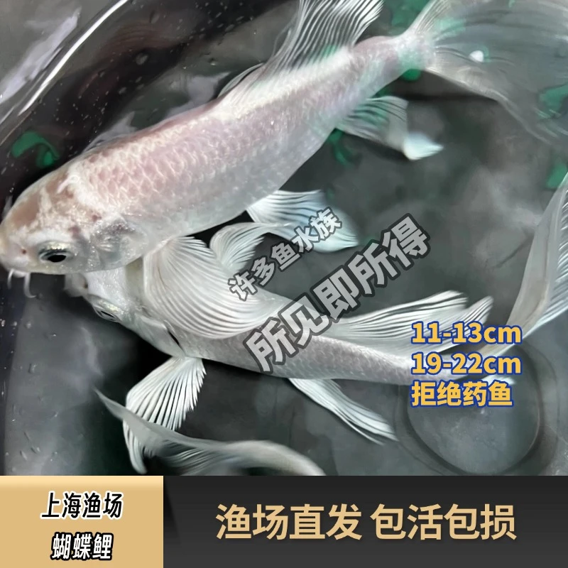 精品台湾蝴蝶鲤白金贵妃