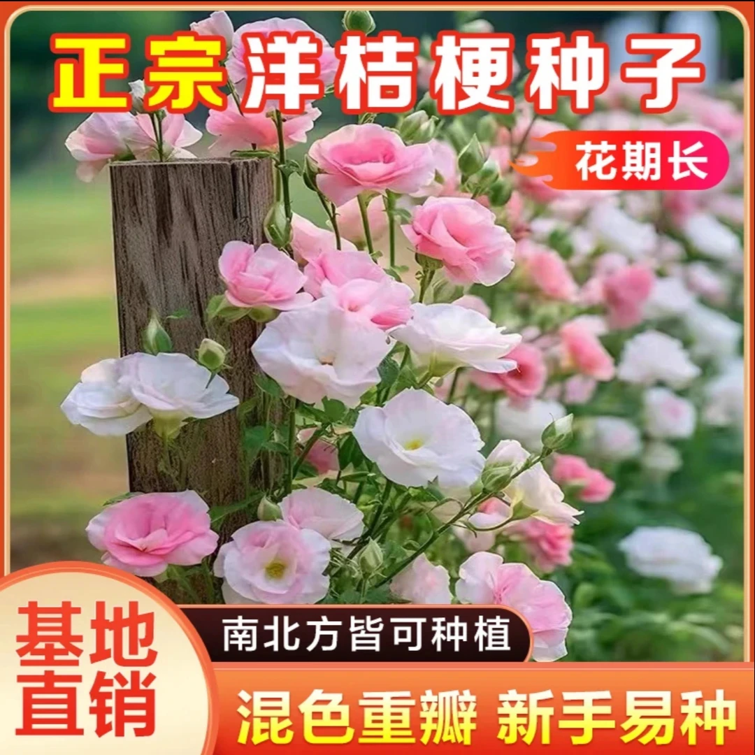 【洋桔梗花种子】  桔梗花四季易种阳台庭院盆栽地栽南北方四季种植