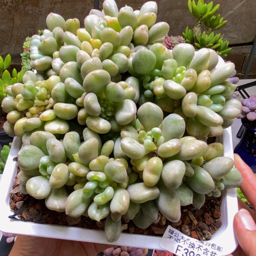 393比尔盖茨16cm多肉
