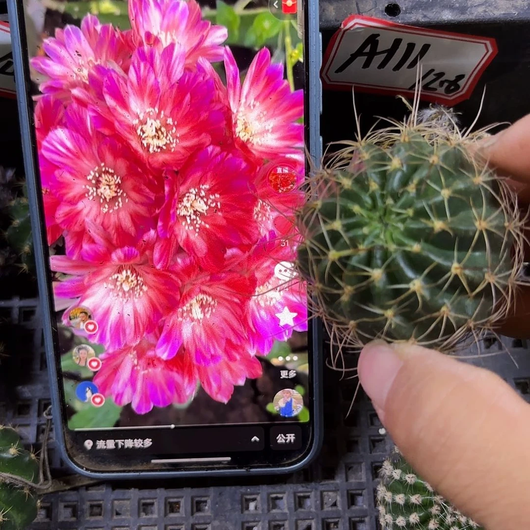丽花妩媚无根侧牙四公分54