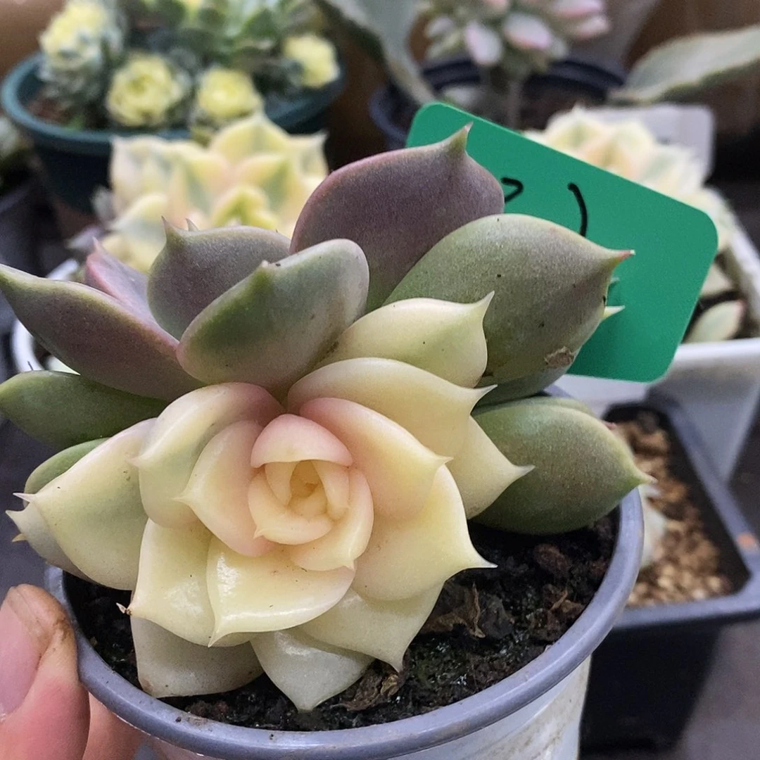 37贝加尔湖高高挂起