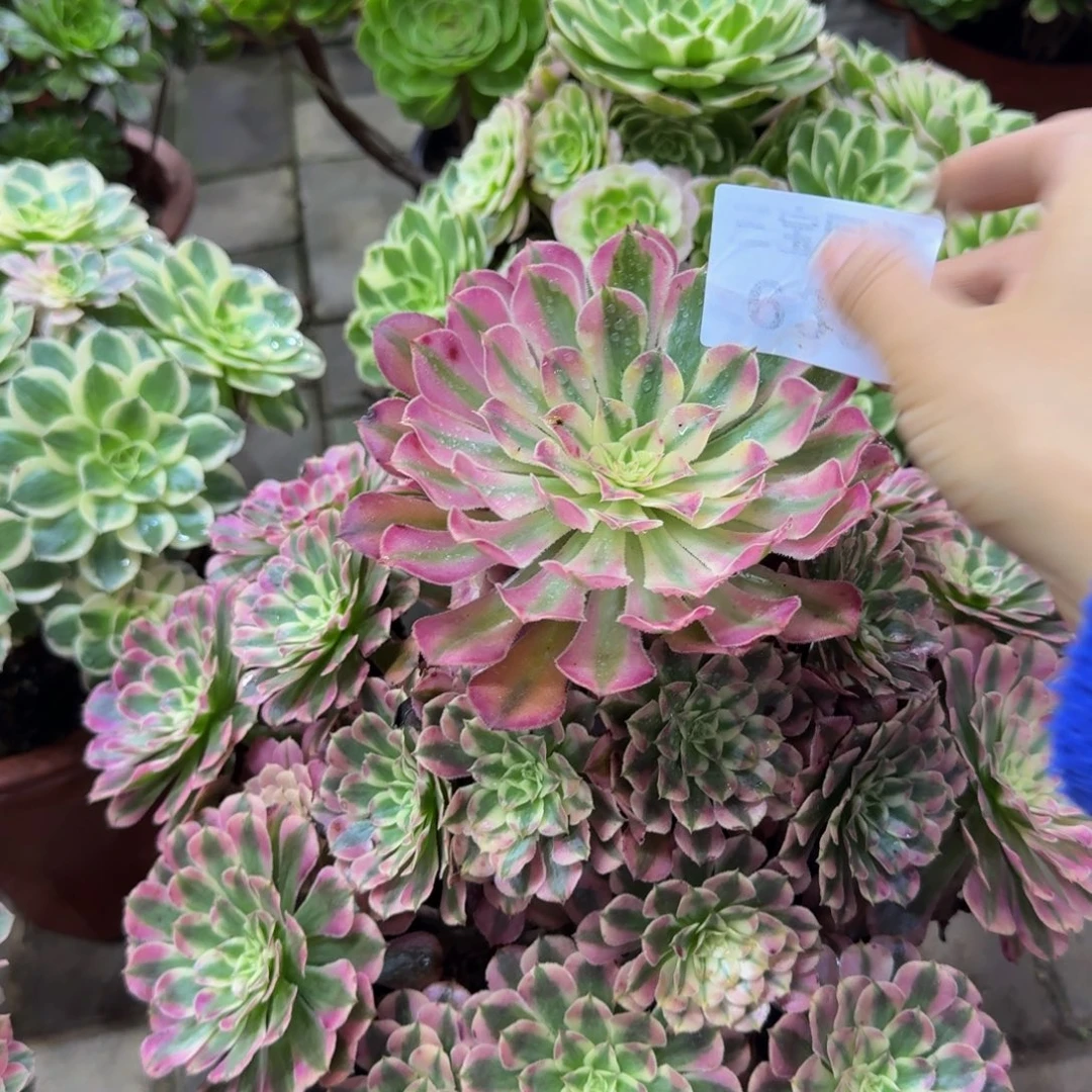 多肉植物639红桐柏