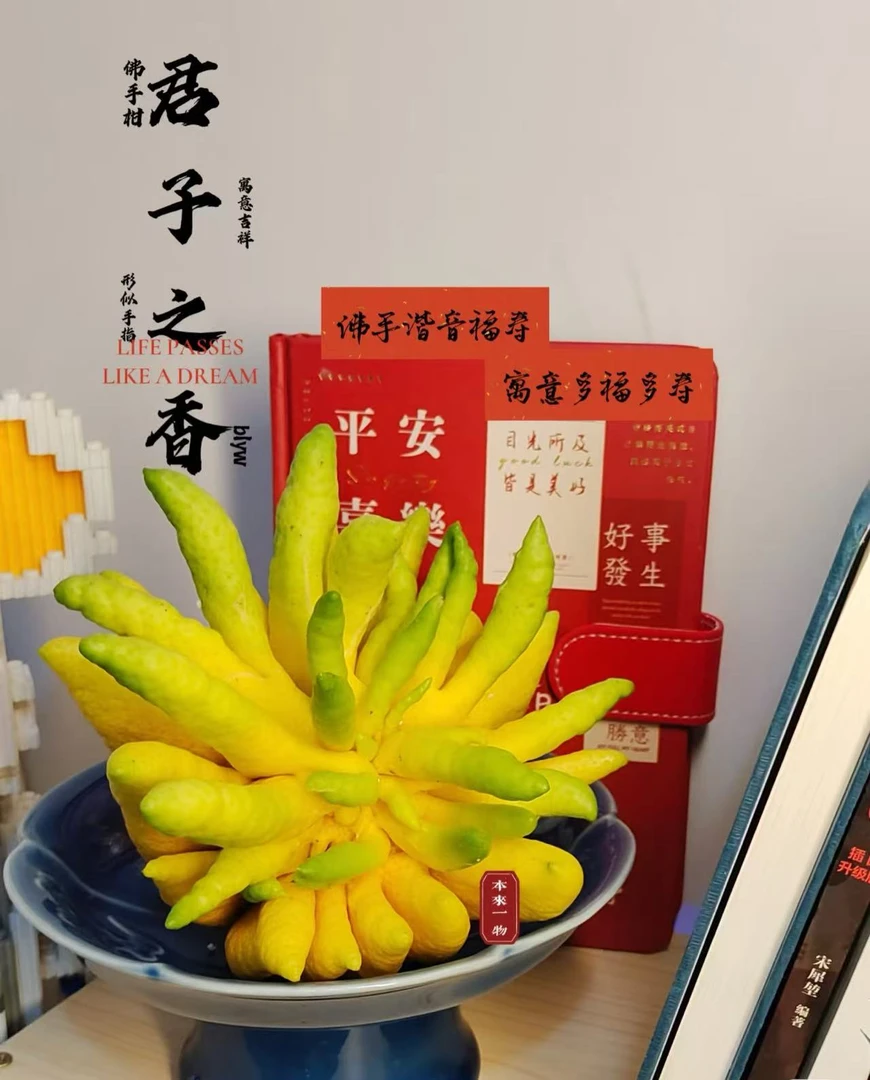 【新人体验】高原新鲜佛手柑干养干放观赏食用有天然清香