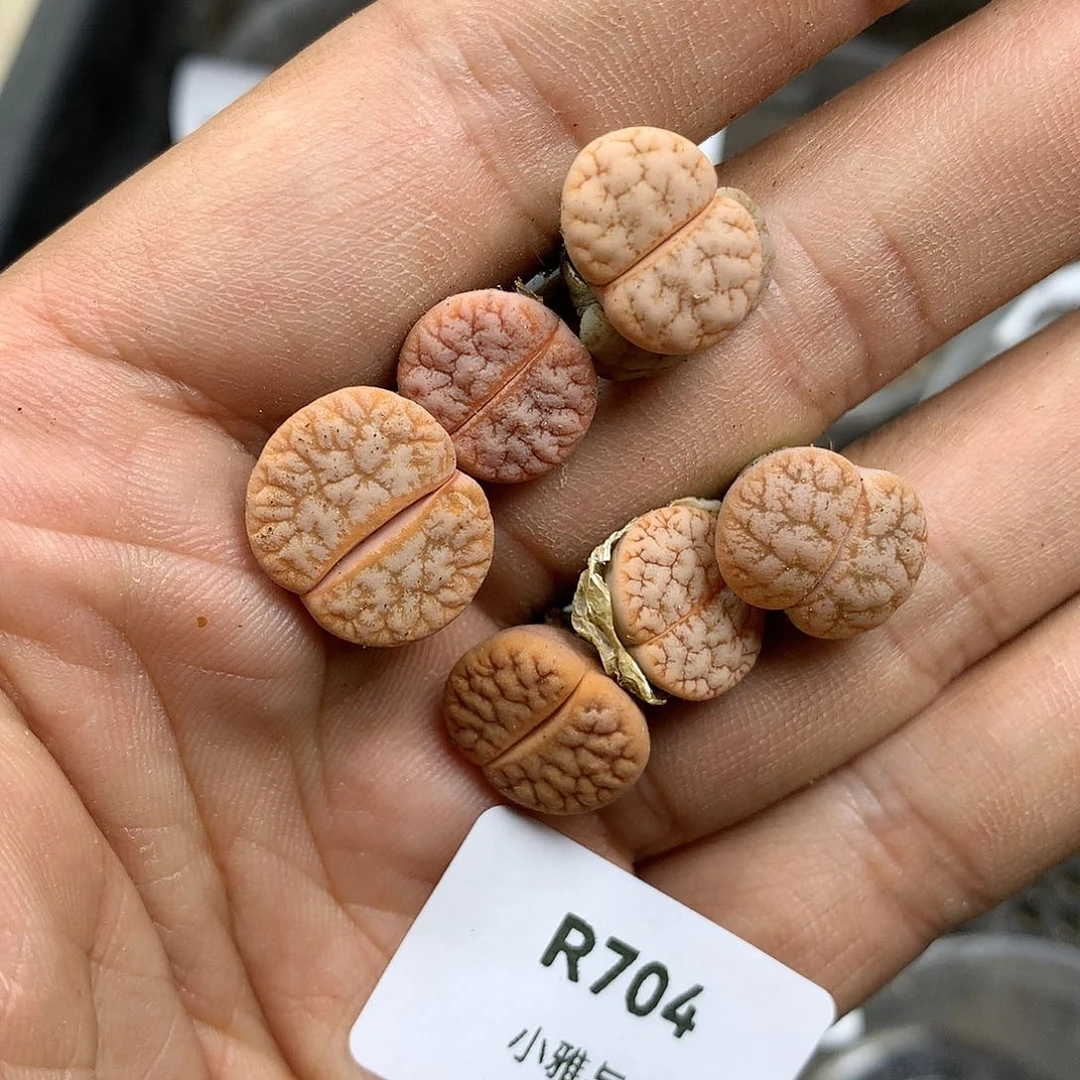 R704多肉植物保护