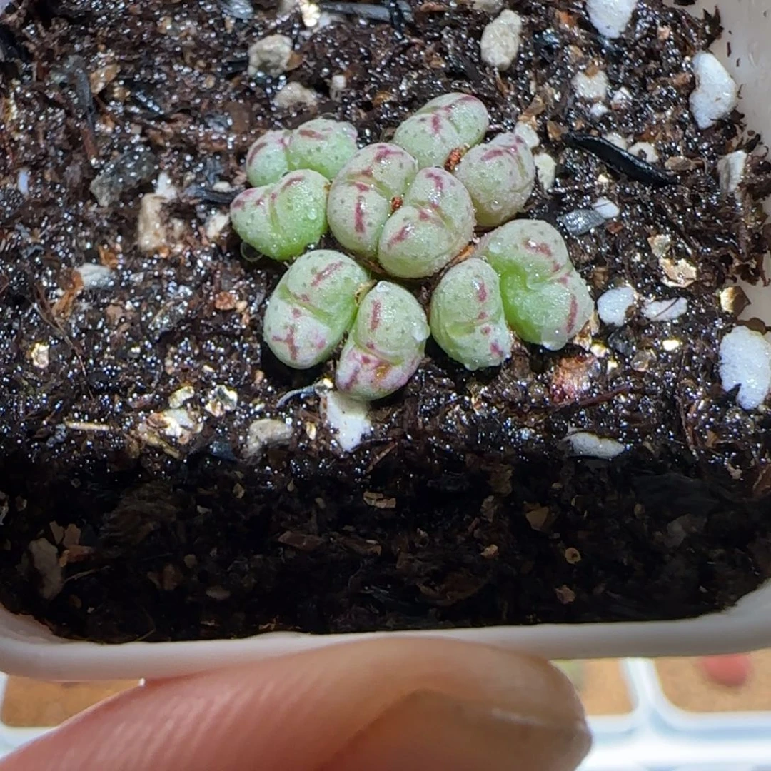 肉锥多肉植物百科-龙姬1624