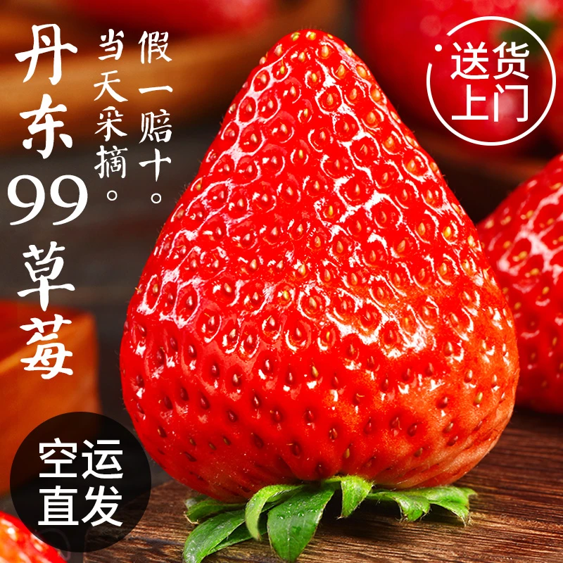 【香甜多汁】正宗丹东99草莓当天采摘牛奶奶油草莓新鲜水果当季包邮