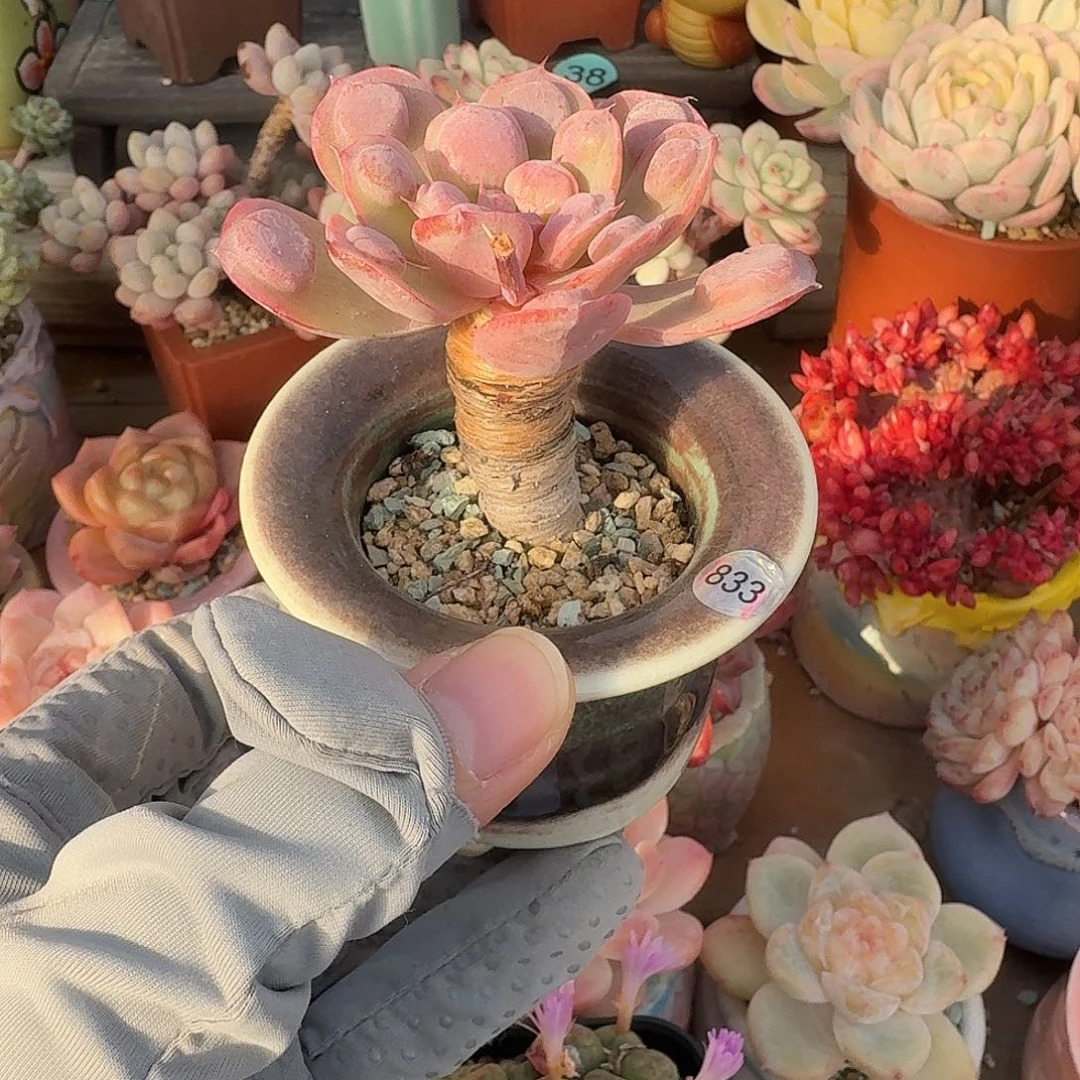 雨滴 多肉含盆土 一物一拍