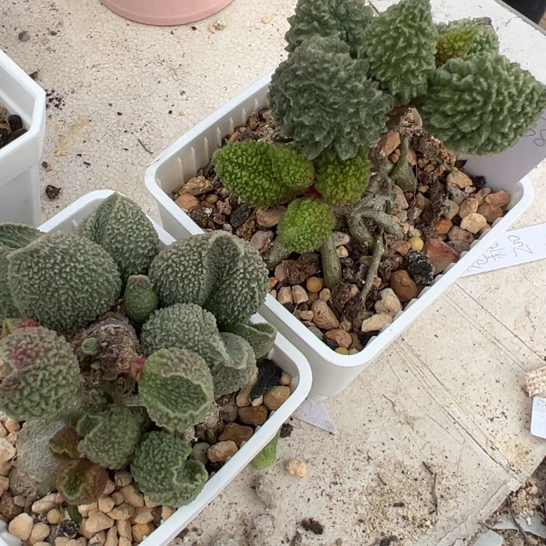 神***际两颗一起胖五加实生