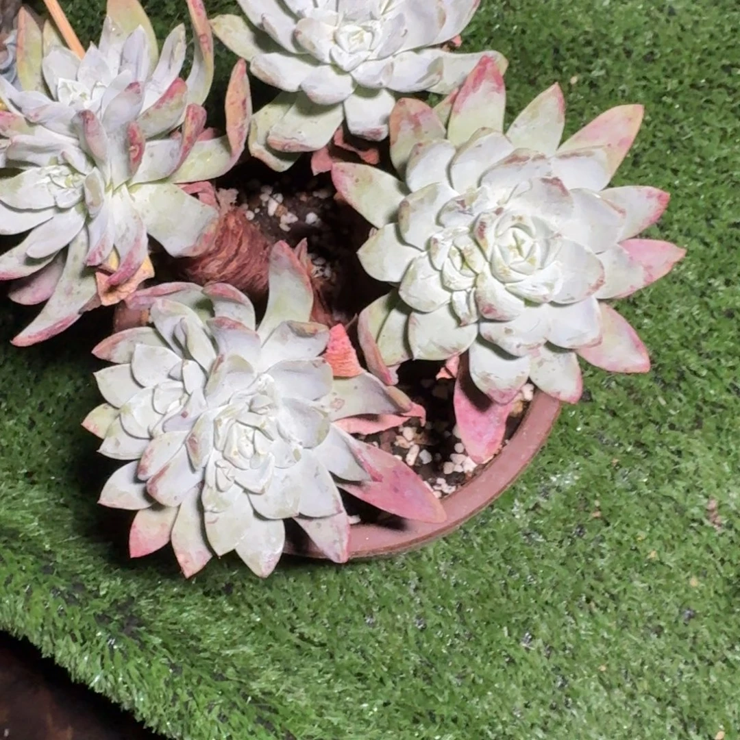 雨***相仙女杯多肉植物杂交多肉