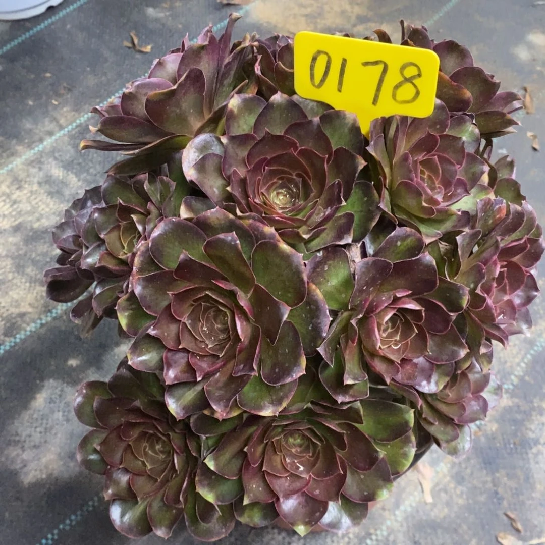 红陶0178魅金玫瑰一物一拍