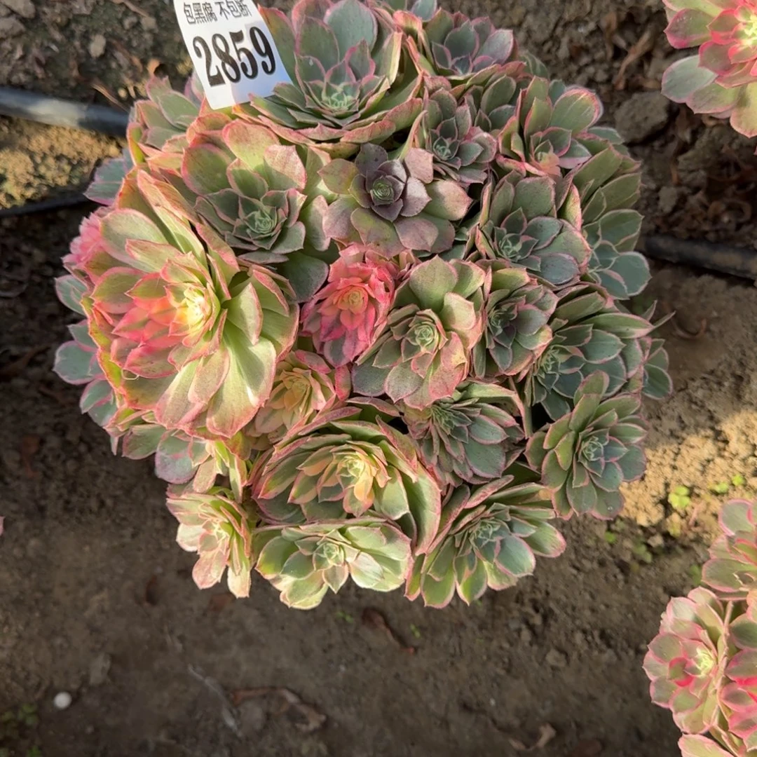 18-11法师丘比特2859