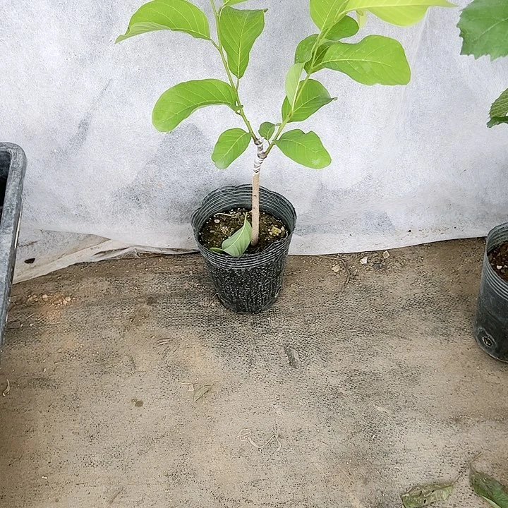 珍珠芭乐@**T2445666667