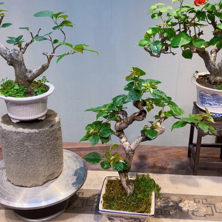 随***缘完全开放中国红三角梅