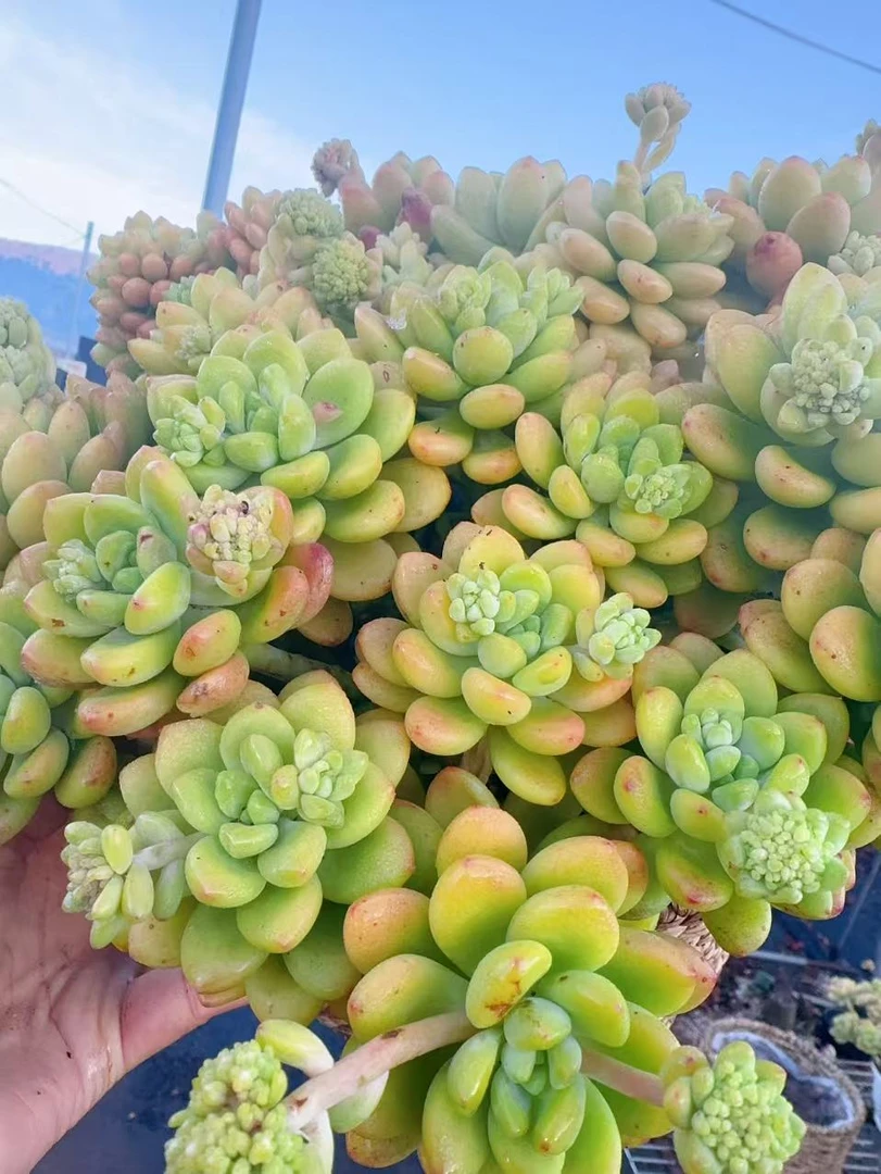 X香格里拉+草编篮 耐晒皮实 绿植 室内室外都能养