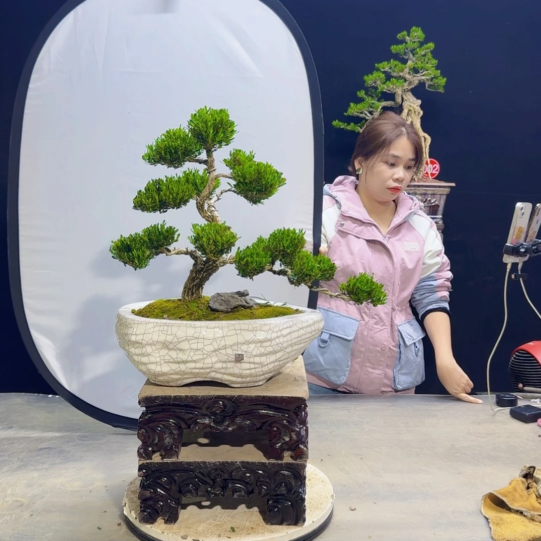 高端黄杨盆景艺术