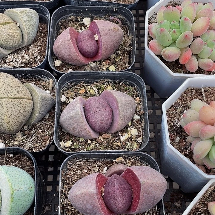 紫元宝到盆土发货