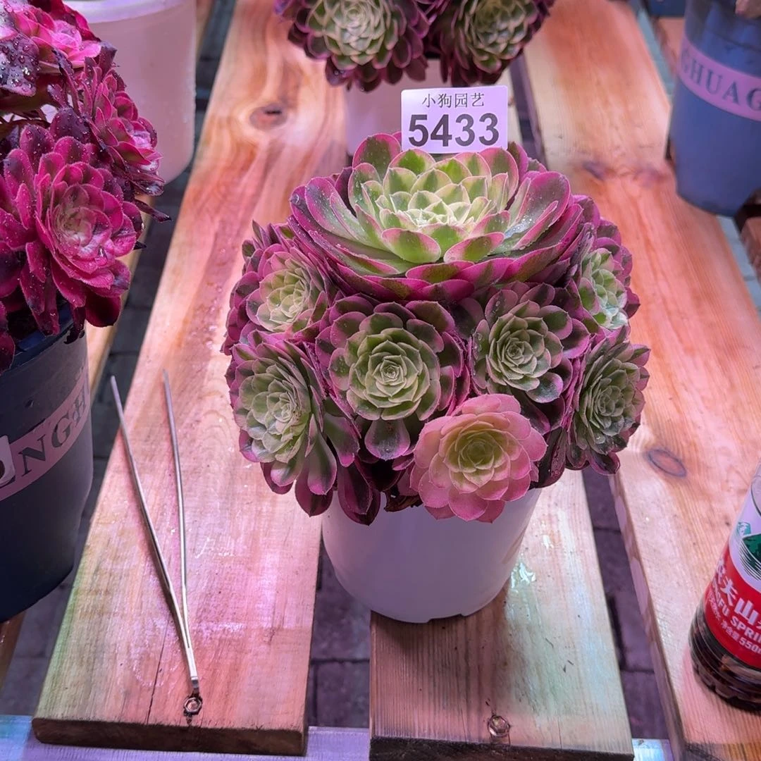 轩****儿多肉植物法师盆2个