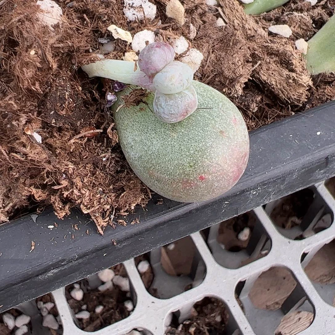 俩***贝多肉植物多肉植物